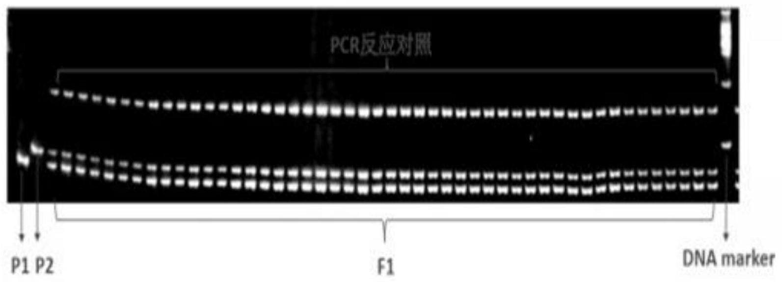 一种鉴定白菜苔杂交种“雪银1573”种子纯度的引物及应用的制作方法