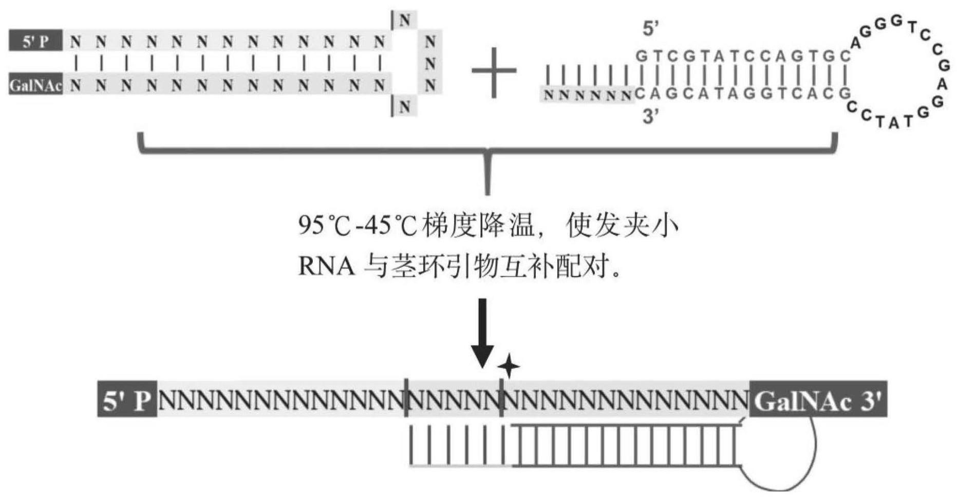 一种用于发夹小RNA类药物定量的改进型茎环引物及其定量方法与流程