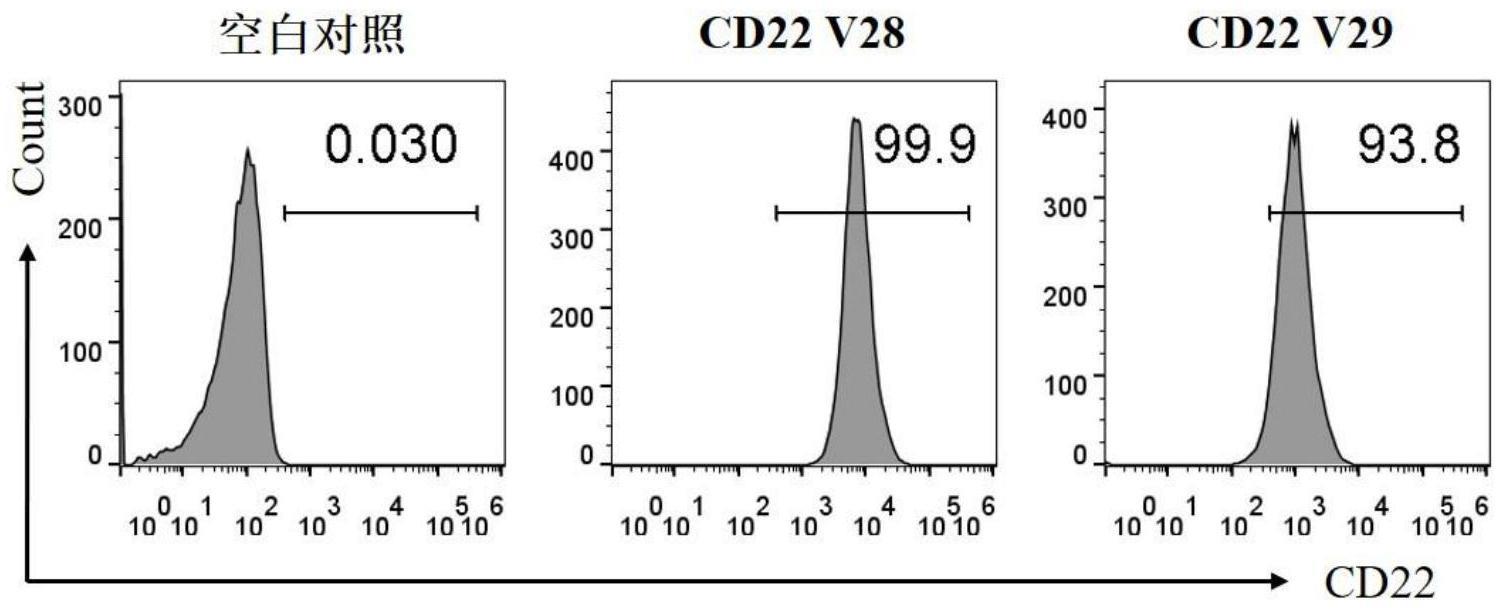 一种抗CD22纳米抗体及其应用的制作方法