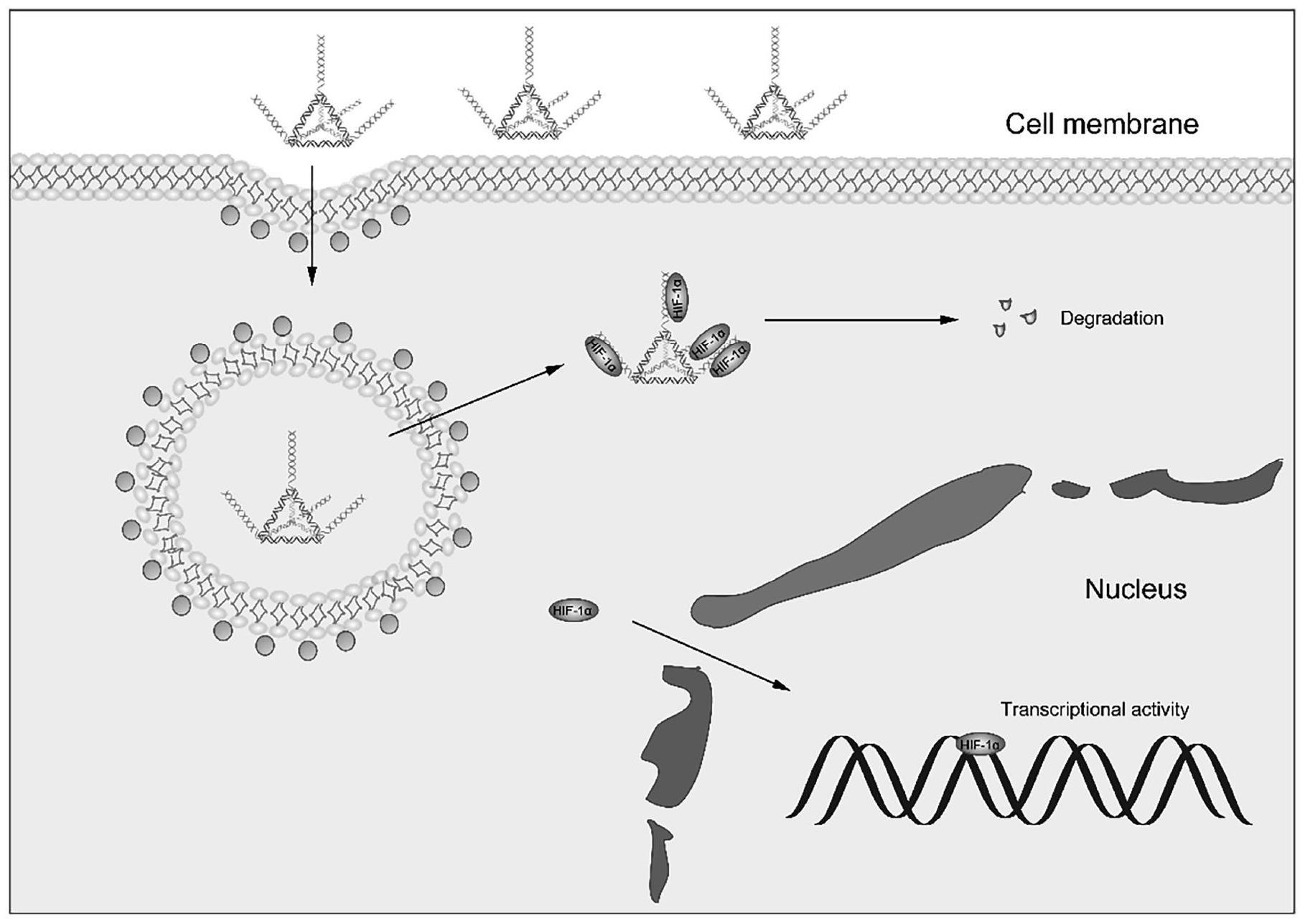 一种靶向HIF-1α的DNA纳米材料及其制备方法和应用