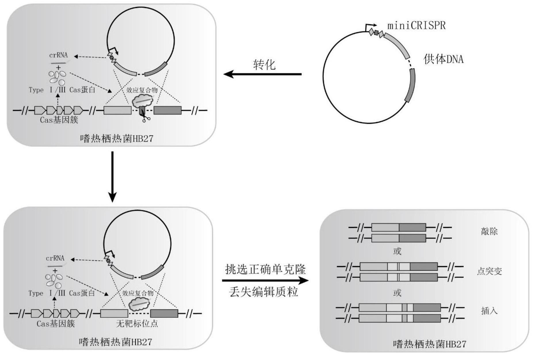 一种嗜热栖热菌基因编辑质粒及在生产超氧化物歧化酶中的应用