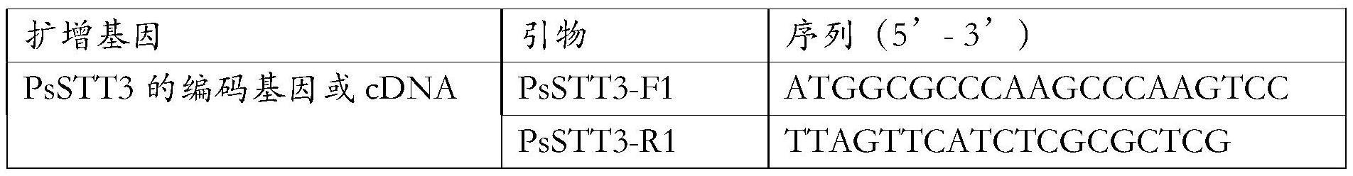 大豆疫霉STT3蛋白及其编码基因与应用
