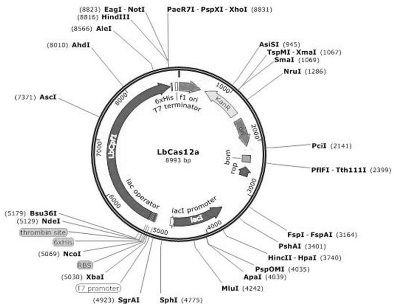 利用CRISPR-Cas12a蛋白检测艰难梭菌的方法与流程