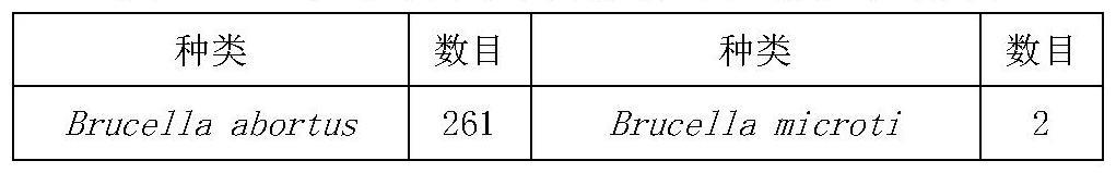 一种基于特异探针及SNP位点的牛布鲁氏杆菌鉴定方法