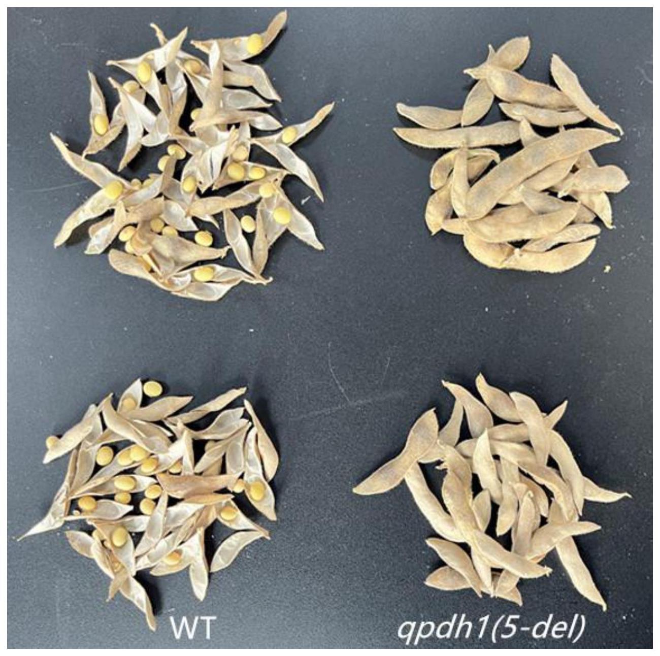 一种利用基因编辑改良大豆炸荚的方法与流程