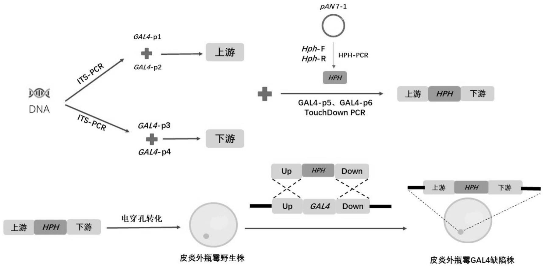 一种皮炎外瓶霉基因敲除的核酸组合物、方法及皮炎外瓶霉GAL4缺陷株