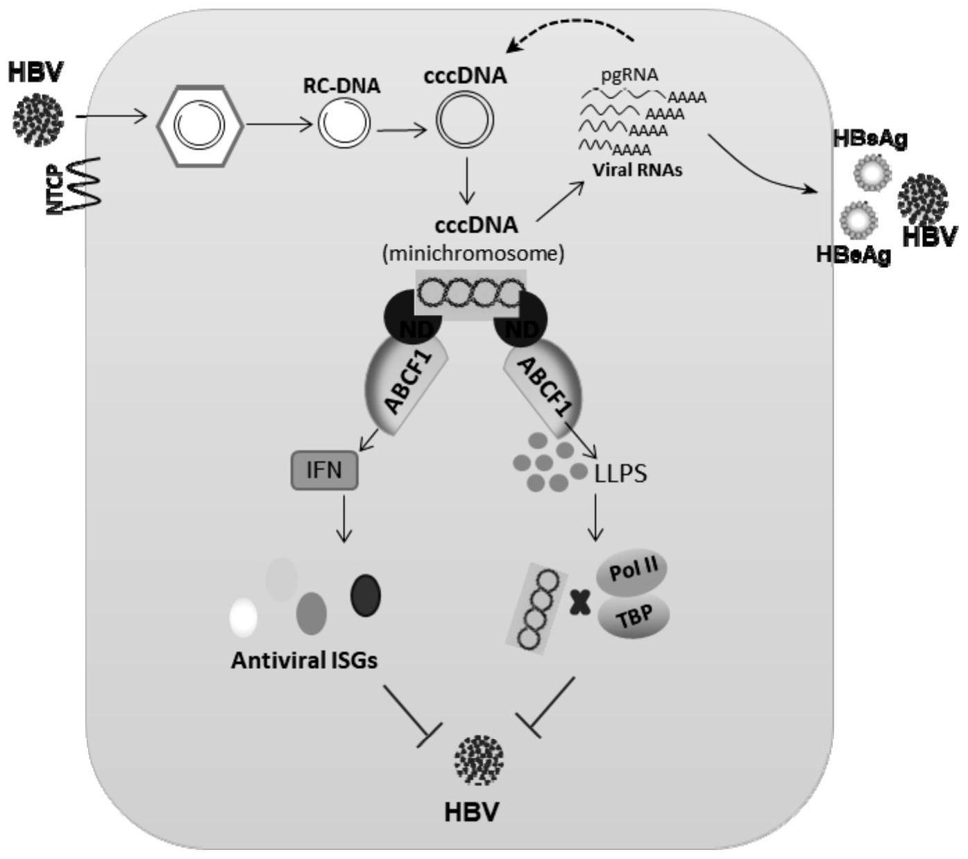 ABCF1或其激动剂在制备抗DNA病毒制剂中的应用