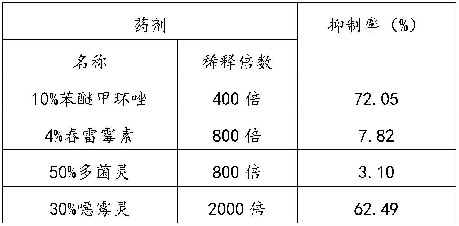 一种黄瓜织球壳菌