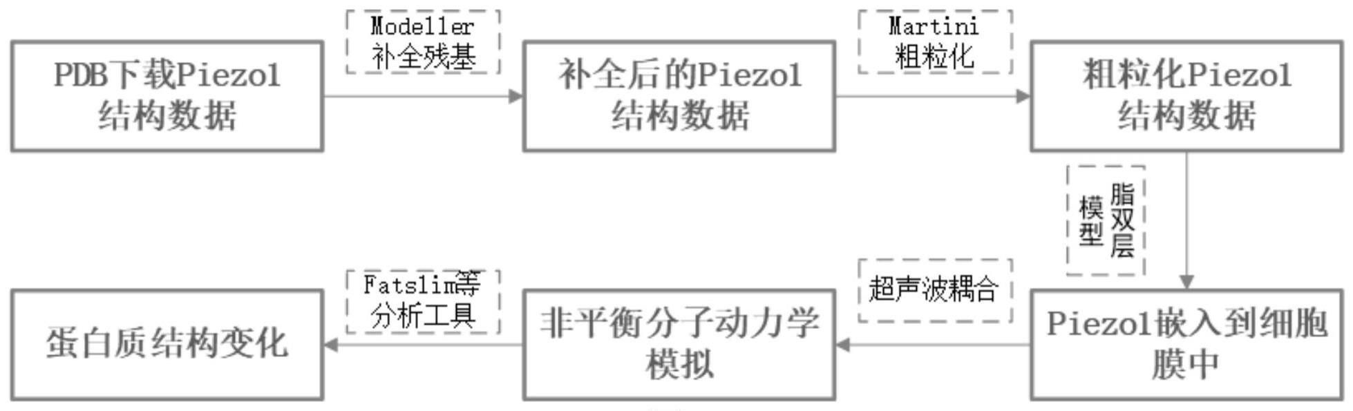 一种超声扰动Piezo1蛋白质的分子动力学模拟分析方法