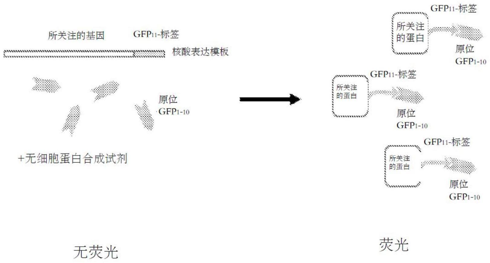 体外蛋白合成的监测的制作方法