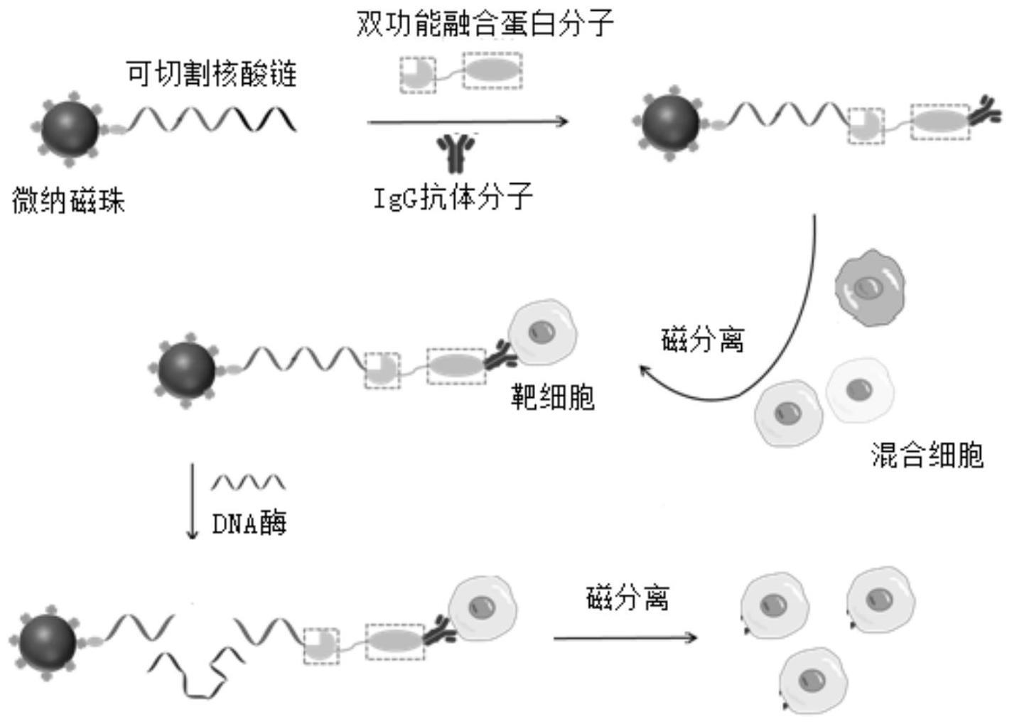 捕获及释放靶标细胞的特异性探针、其制备方法及其应用与流程