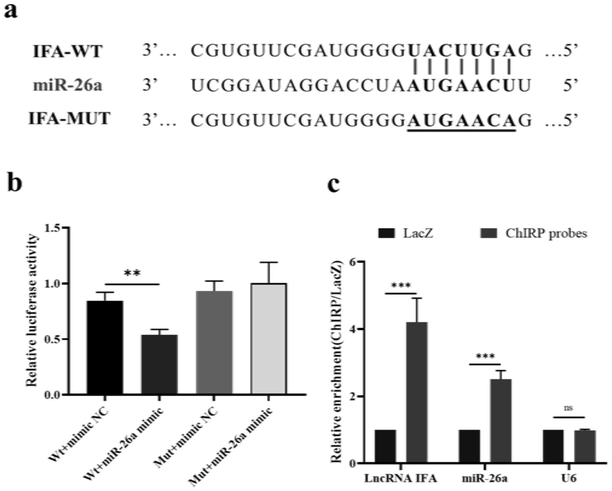 LncRNAIFA吸附miR-26a在猪卵巢颗粒细胞中的应用