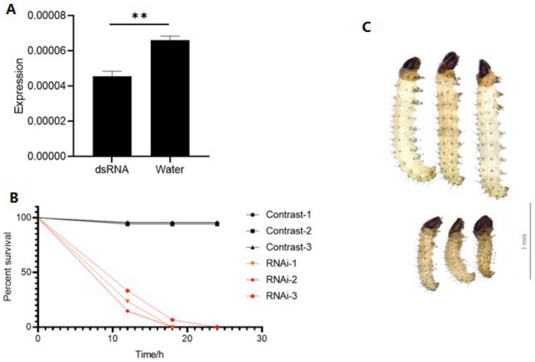 干涉鳞翅目保守基因LSCG6表达在鳞翅目害虫防治中的应用