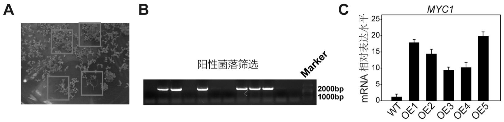 一种增强植物镉耐受及镉积累的编码基因的应用