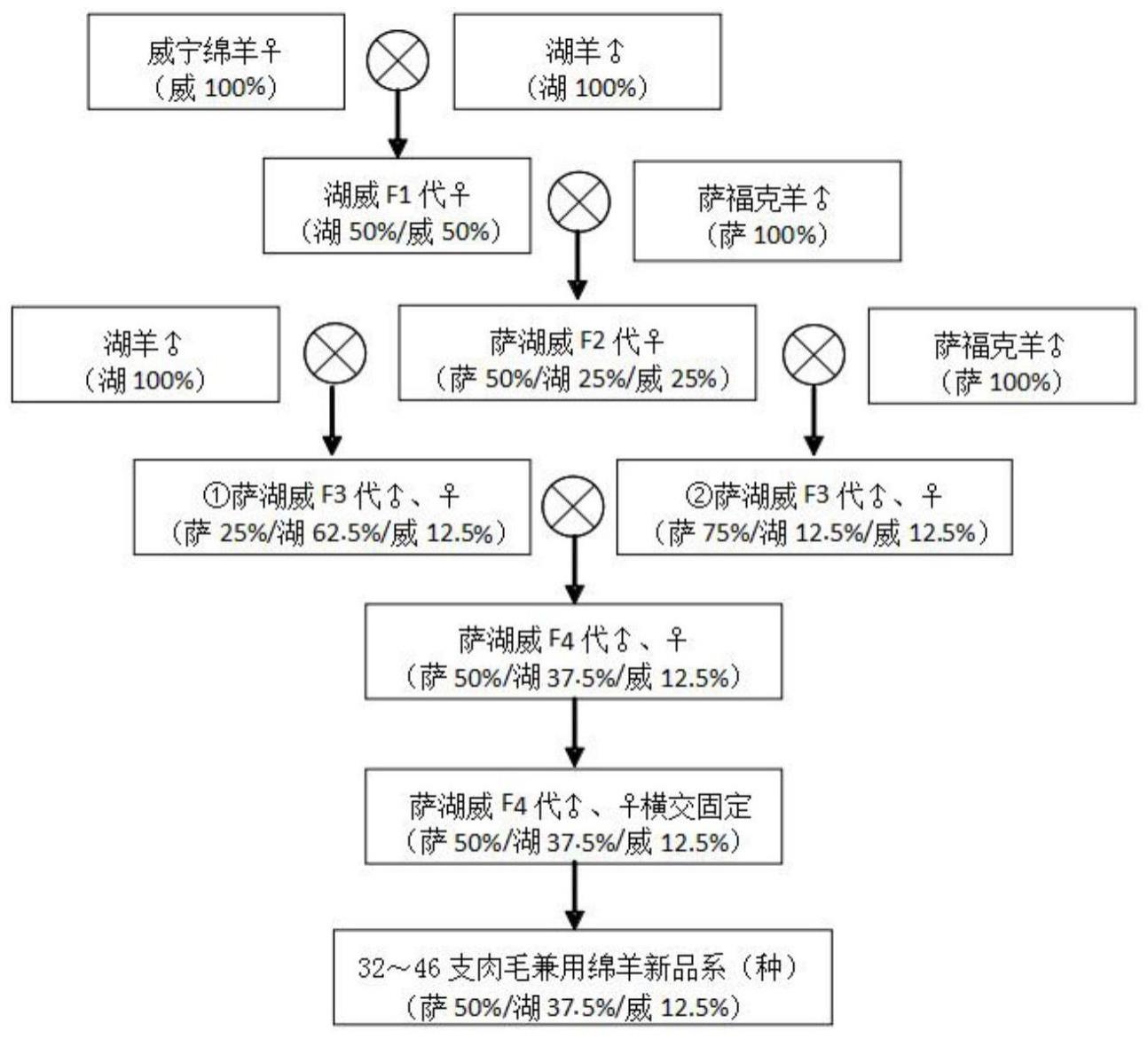 一种32~46支肉毛兼用绵羊品种的培育方法与流程