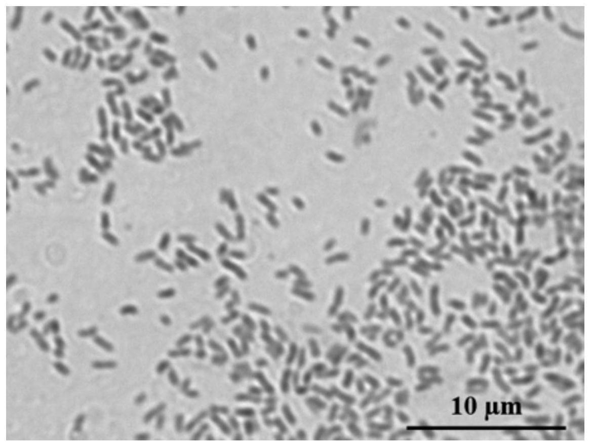 一种苍白杆菌HRKJ-3、微生物制剂及其应用的制作方法