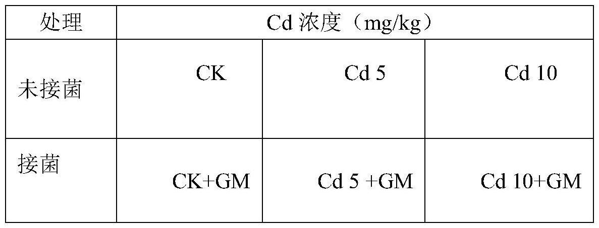 丛枝菌根真菌新应用及一种增强Cd胁迫条件下小麦抗逆性的方法