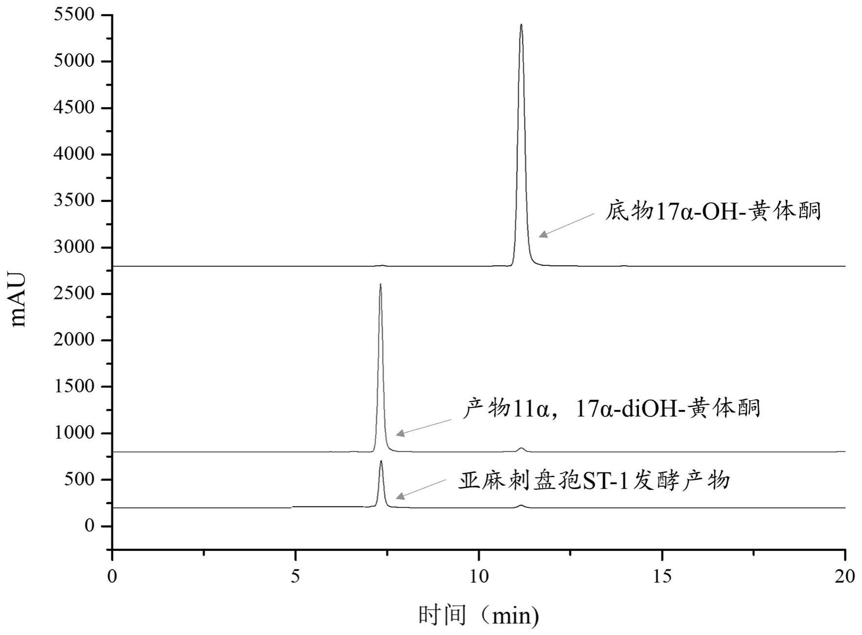 一种利用丝状真菌亚麻刺盘孢ST-1合成11α,17α-diOH-黄体酮的方法与流程