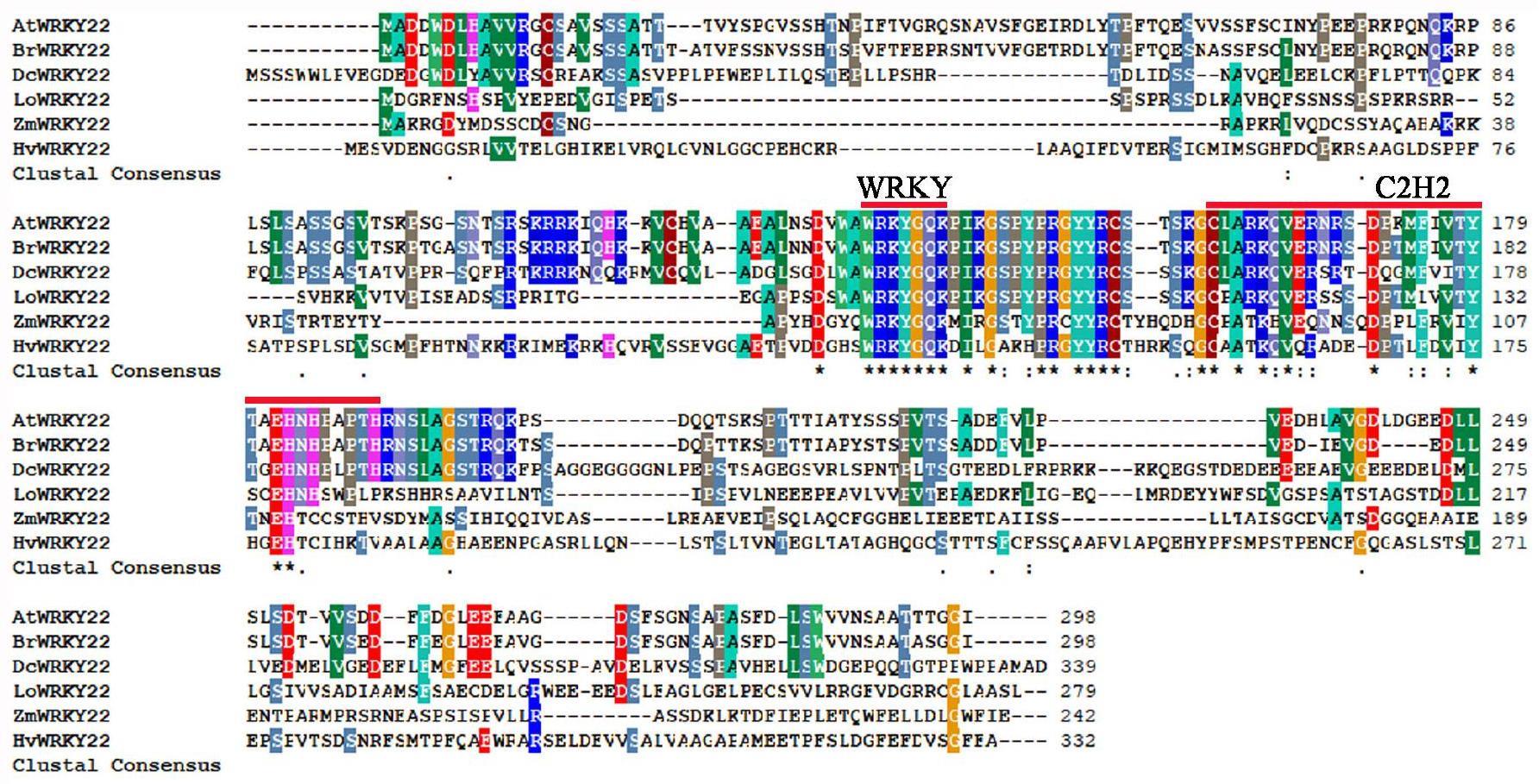 一种调控百合抗逆性的LoWRKY22基因及其应用