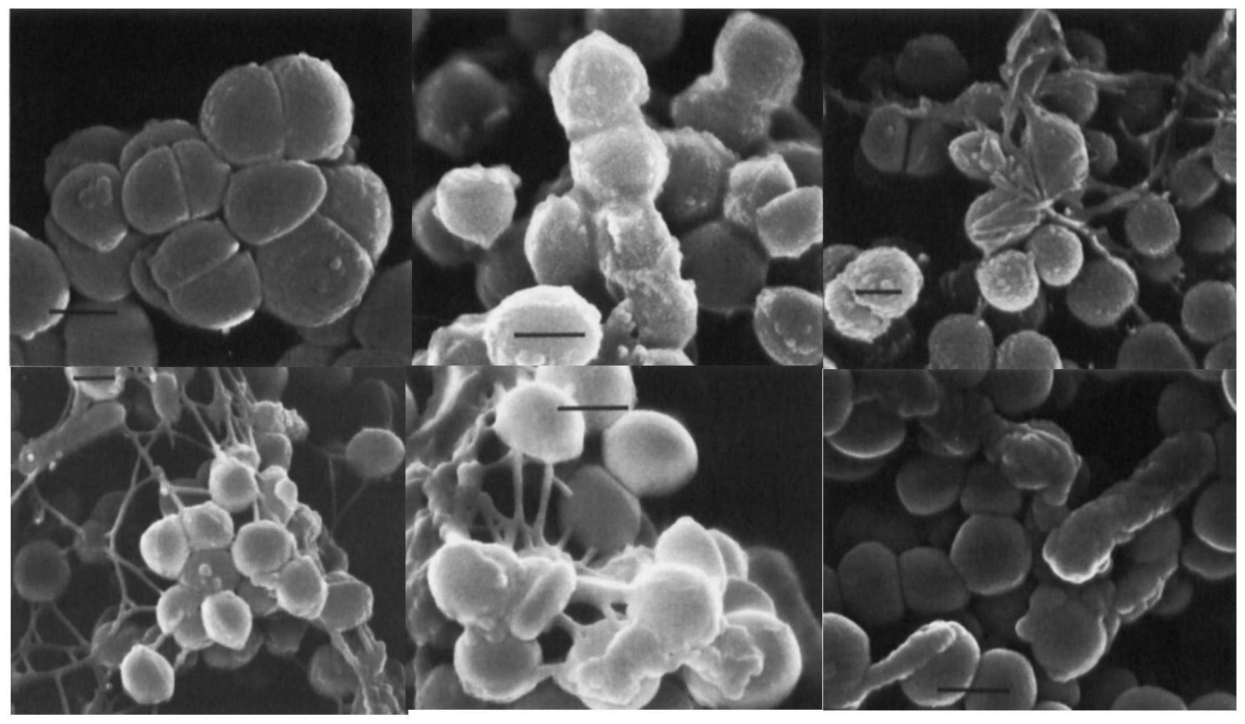 一种具有污泥减量作用的反硝化生物碳源及其制备方法与流程