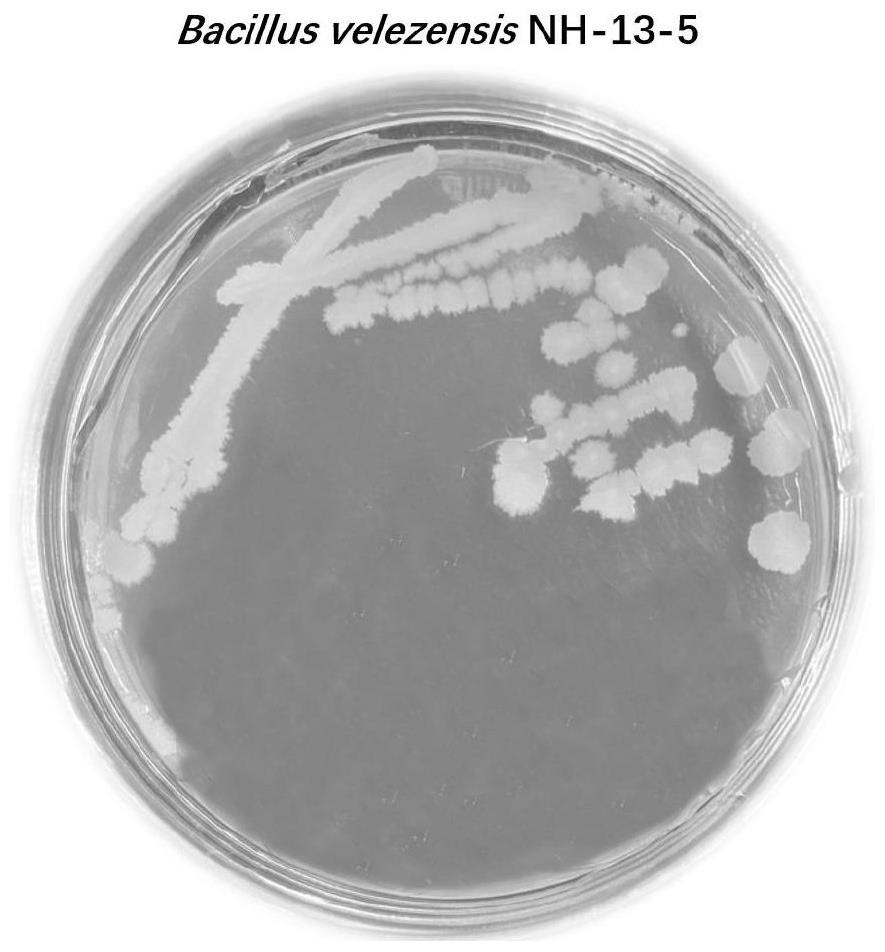 一株贝莱斯芽孢杆菌及其在葡萄灰霉病和葡萄保鲜中的应用