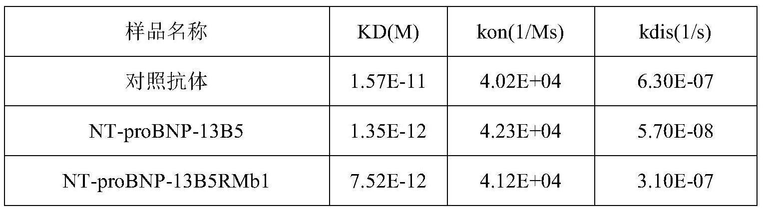一种抗NT-proBNP的结合蛋白的制作方法