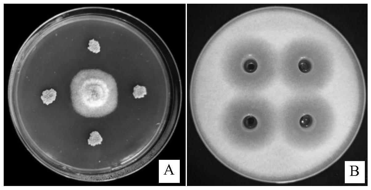 一株核粒链霉菌SM3-7及其在防治玉米茎基腐病中的应用