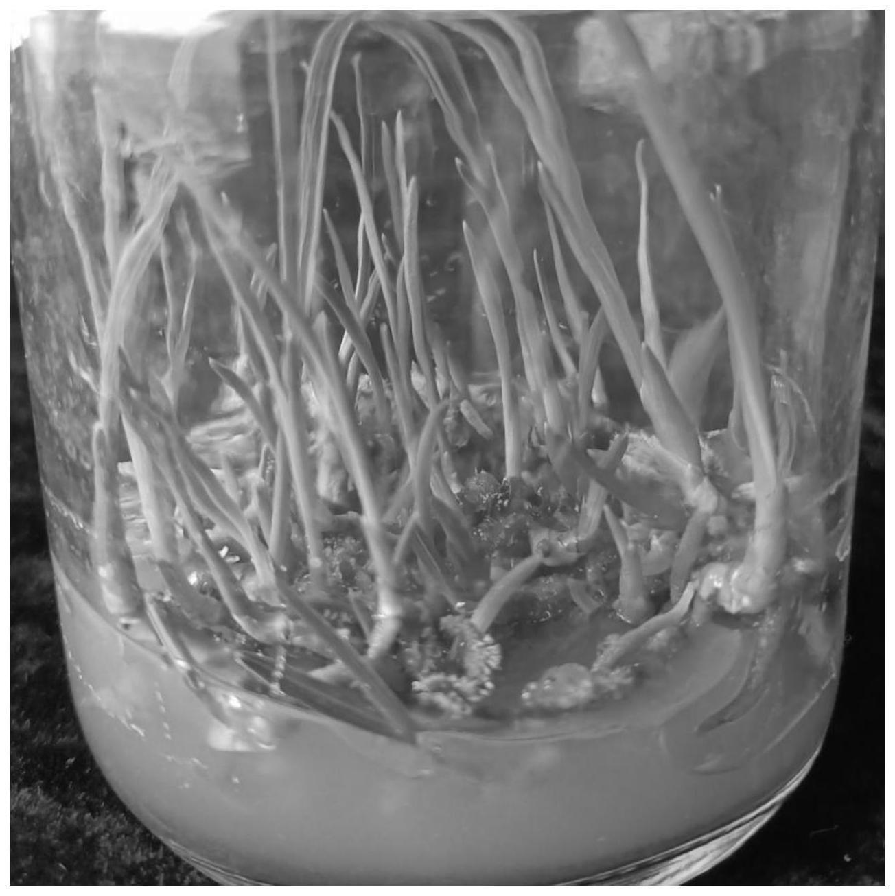 一种蕙兰根状茎增殖和分化成苗的方法与流程