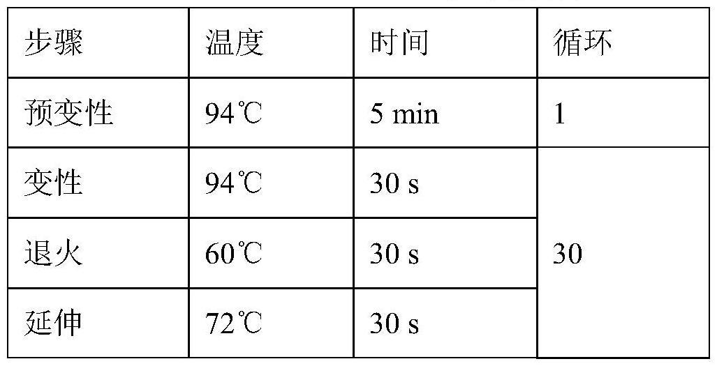 一种METTL7B基因肺部特异性敲入小鼠模型的构建方法及其应用与流程