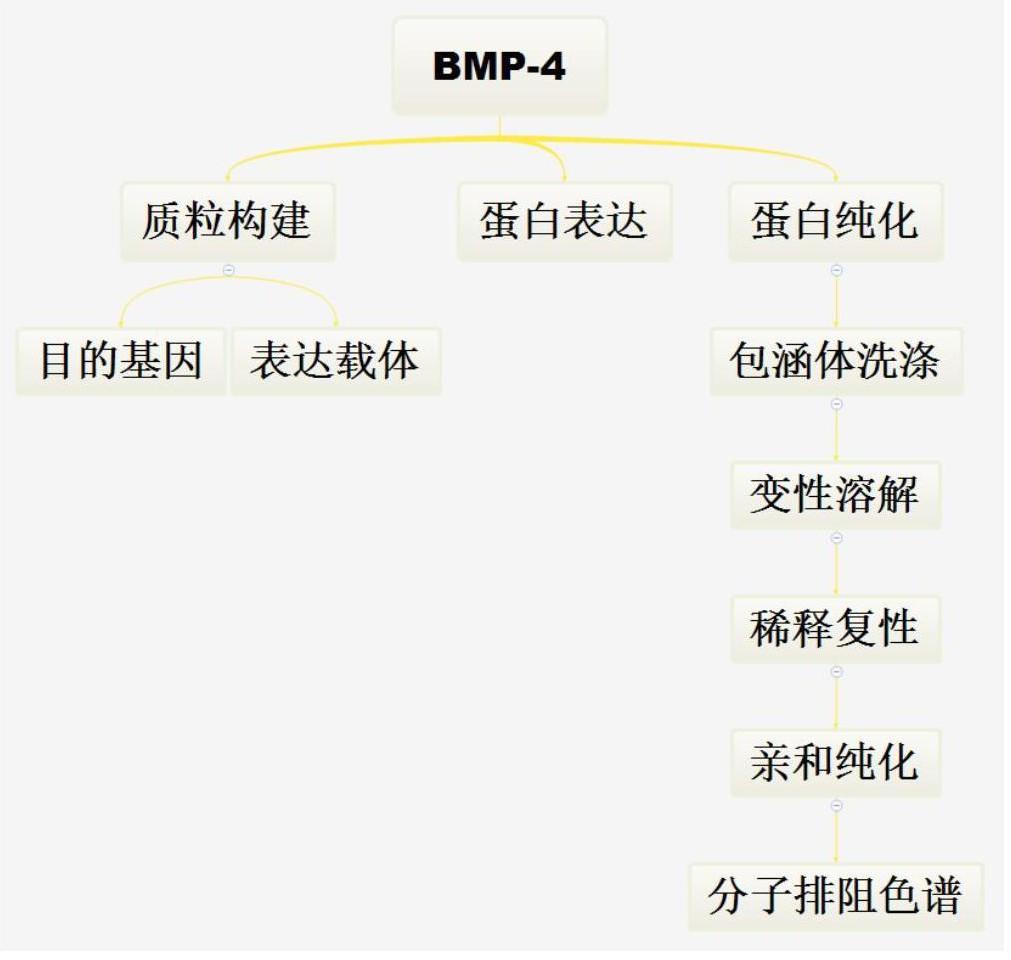 骨形态发生蛋白BMP-4的表达及纯化工艺的制作方法