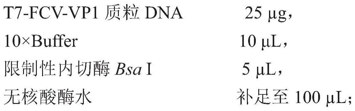 一种表达猫杯状病毒VP1蛋白的mRNA疫苗及其制备方法