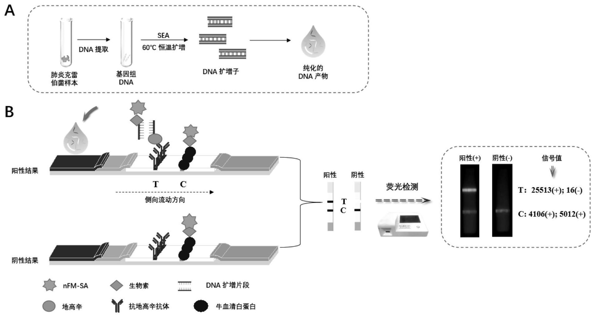 链交换等温扩增结合纳米荧光微球-免疫层析技术快速精准检测婴儿肺炎克雷伯菌新方法