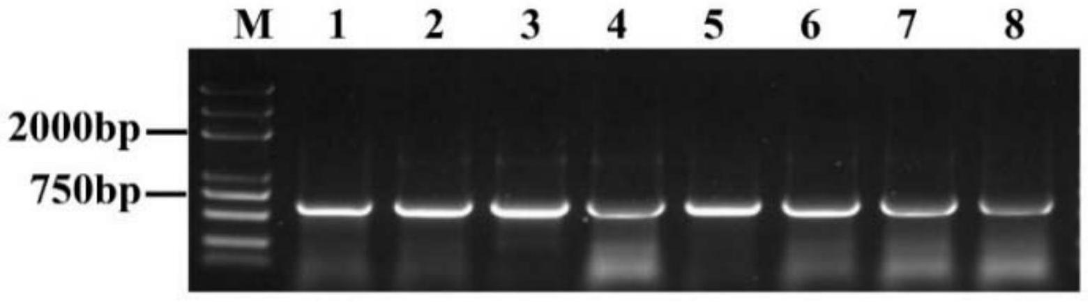 一种通过含有可视化标记的小麦基因编辑突变体诱导的单倍体植株的筛选方法
