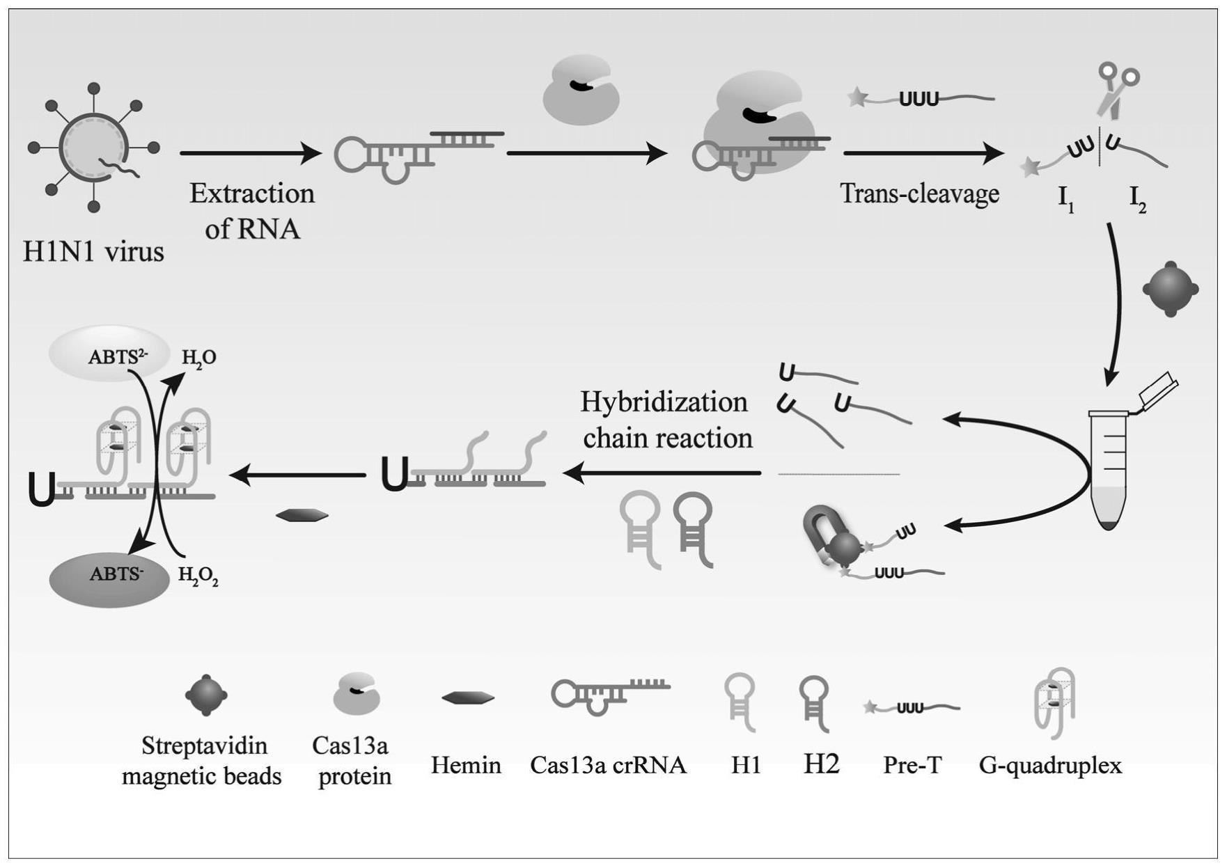 CRISPR/Cas13a结合杂交链式反应用于流感病毒H1N1可视化检测的方法