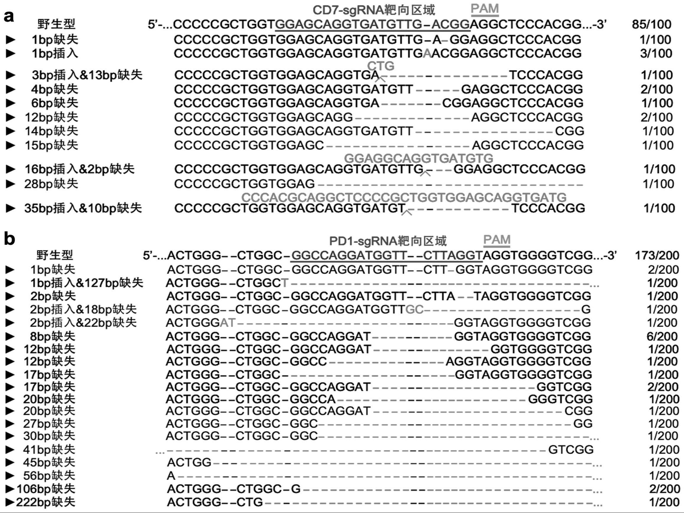 一种T细胞基因编辑的方法及应用