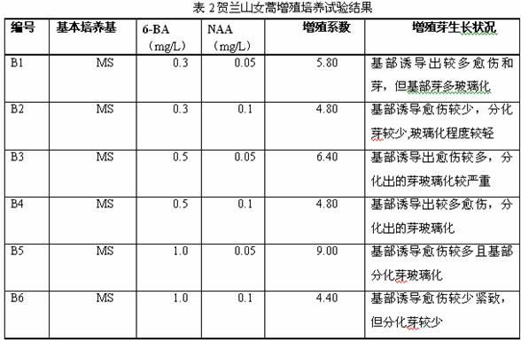 一种贺兰山女蒿的组培快繁方法与流程