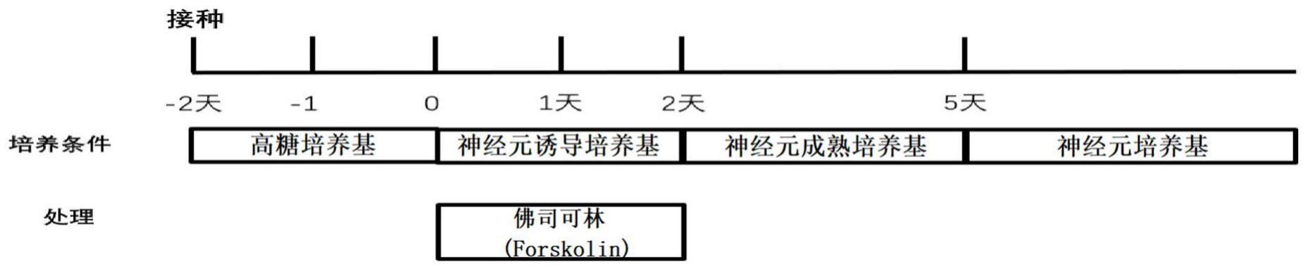 一种体外高效诱导人体细胞重编程为神经元细胞的方法与流程