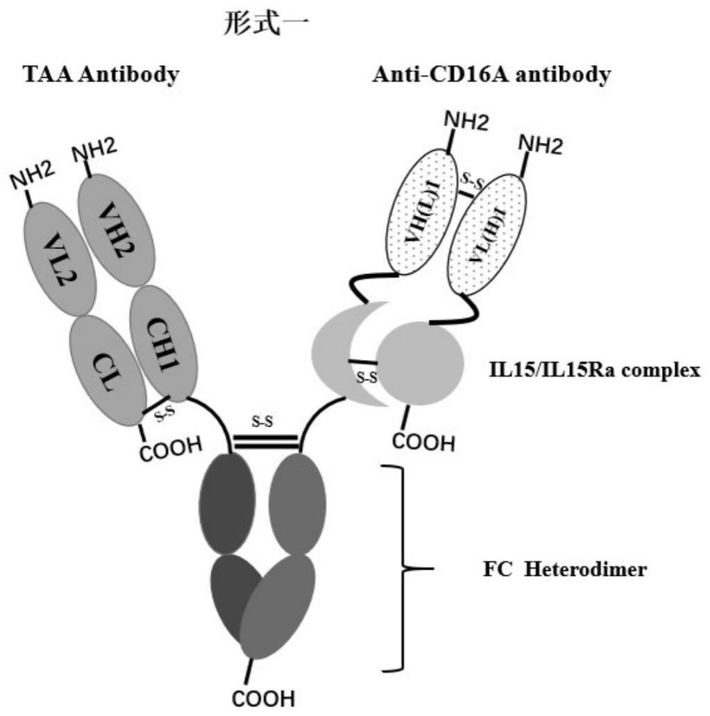 抗原靶向、抗CD16A和免疫效应细胞激活三功能融合蛋白及其应用的制作方法