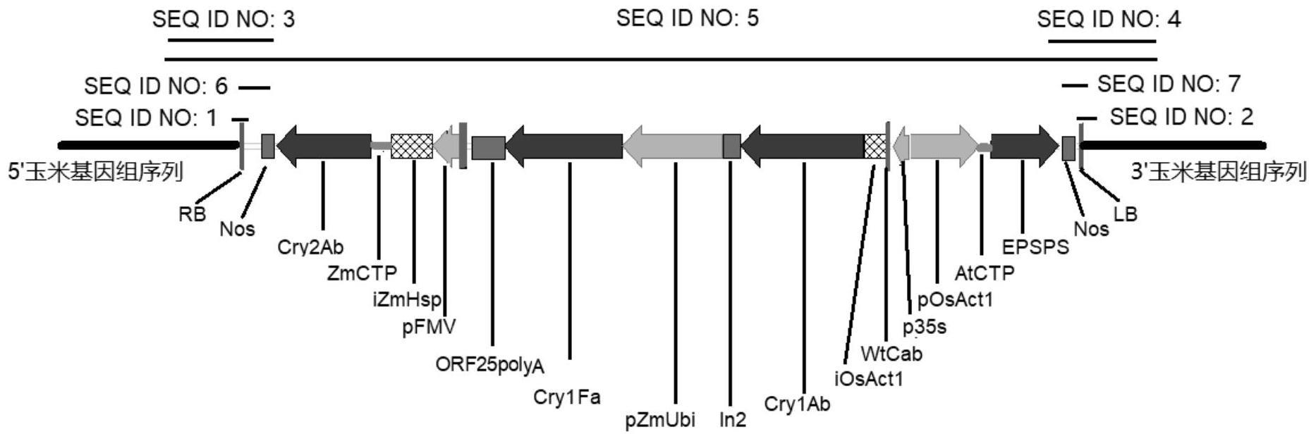 转基因玉米事件LP026-4及其检测方法与流程