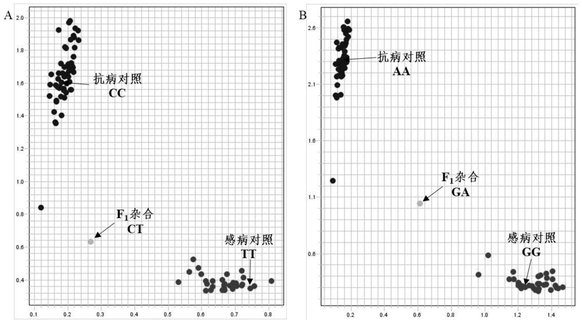 小麦抗白粉病基因PmYF267的KASP分子标记、检测方法及应用与流程