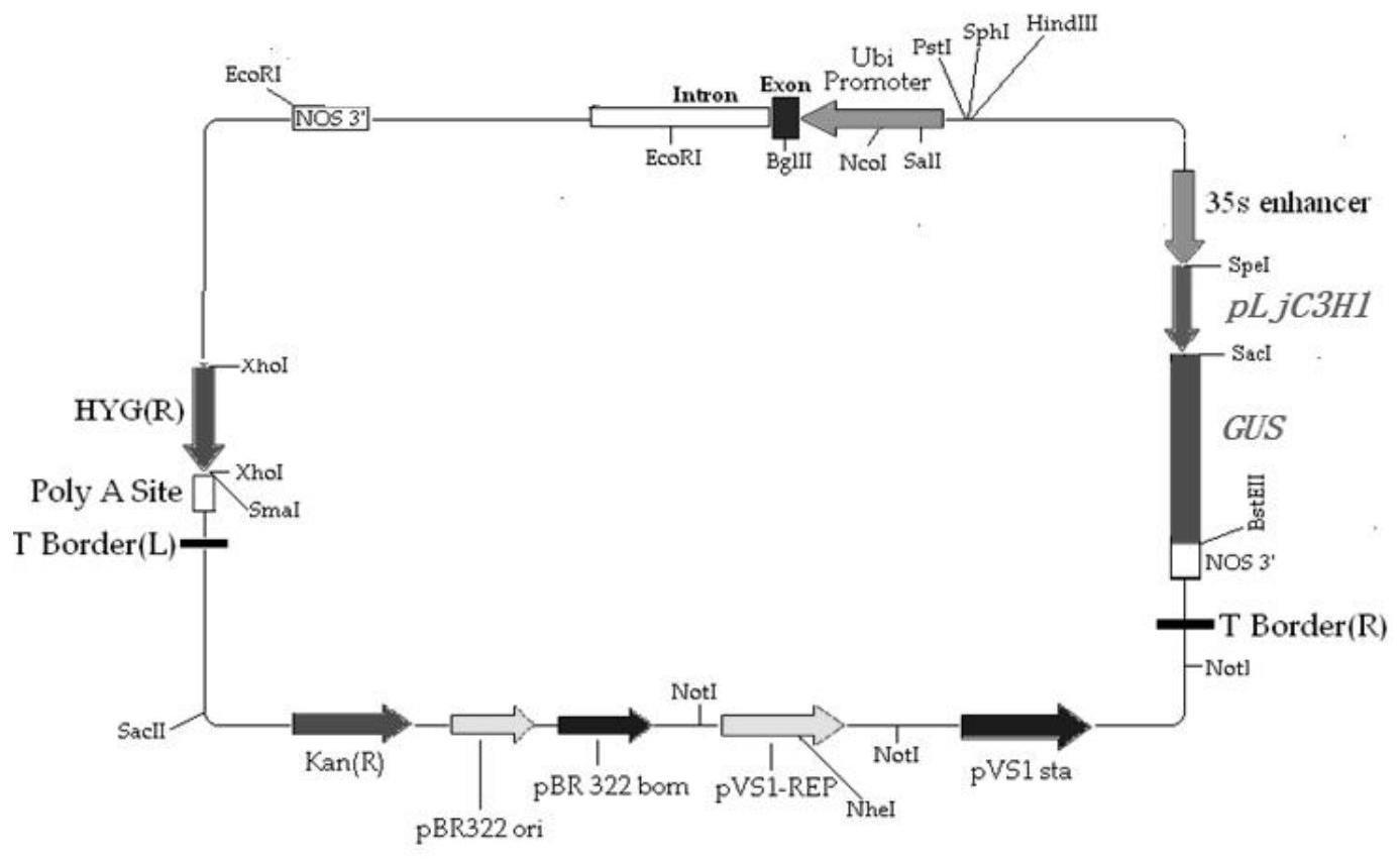 金银花LjC3H1基因组织特异性启动子及其应用