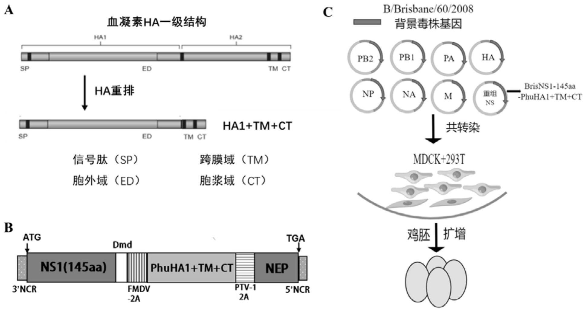 重组乙型流感病毒及其制备方法与应用