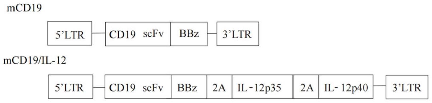 一种制备细胞因子释放综合征小鼠模型的方法及应用与流程