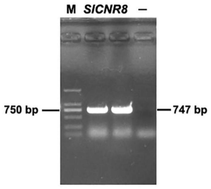 一种SlCNR8基因及其应用、蛋白质、检测方法和获取方法