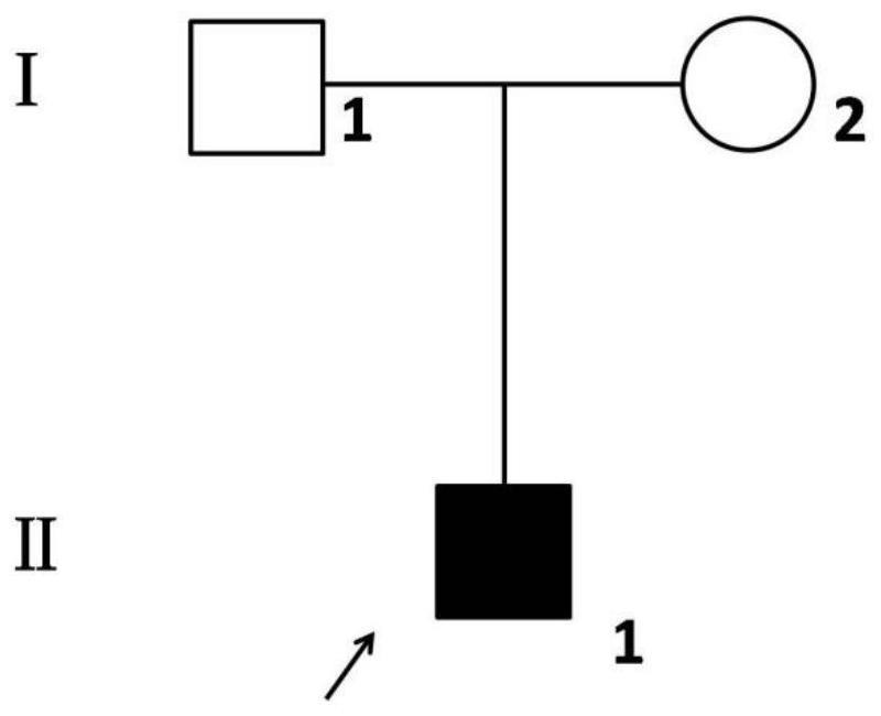 一种致病基因CHD1突变位点的应用及检测试剂的制作方法