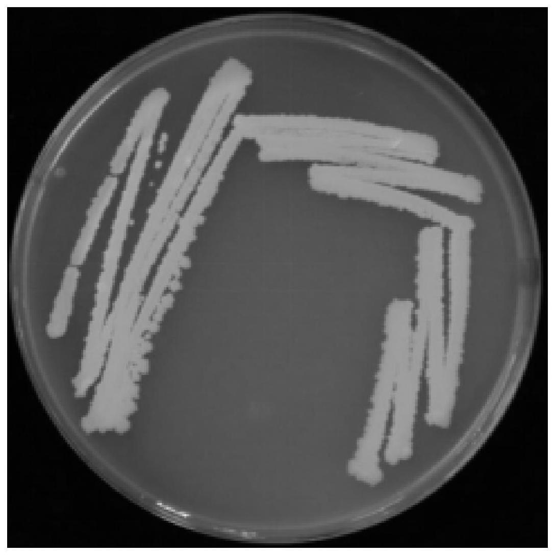 一种甲基营养型芽孢杆菌SY-22及其应用
