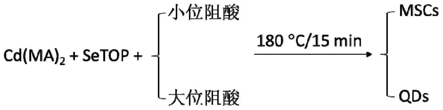 一种幻数团簇/量子点的形成路径调控方法及利用该方法制备幻数团簇和量子点的应用