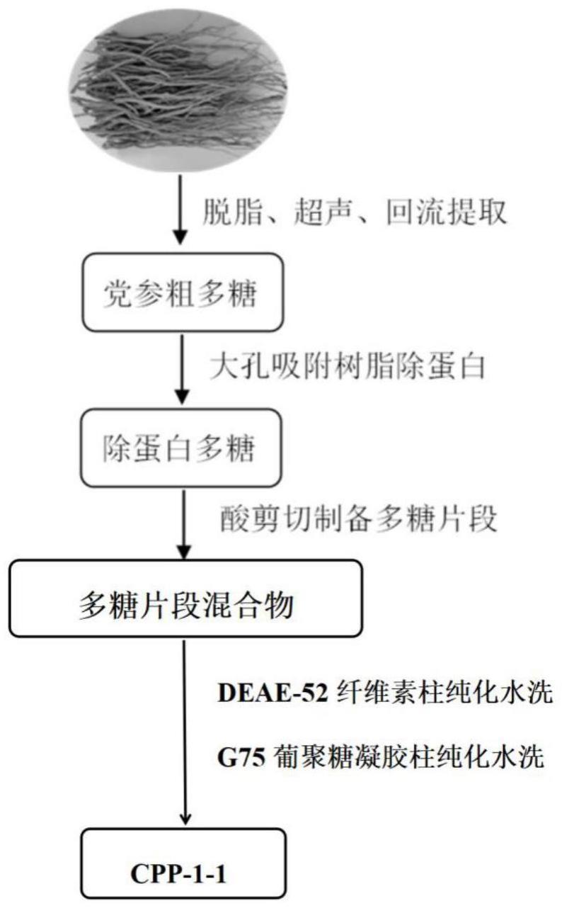 党参多糖酸剪切片段CPP-1-1及其制备方法和应用