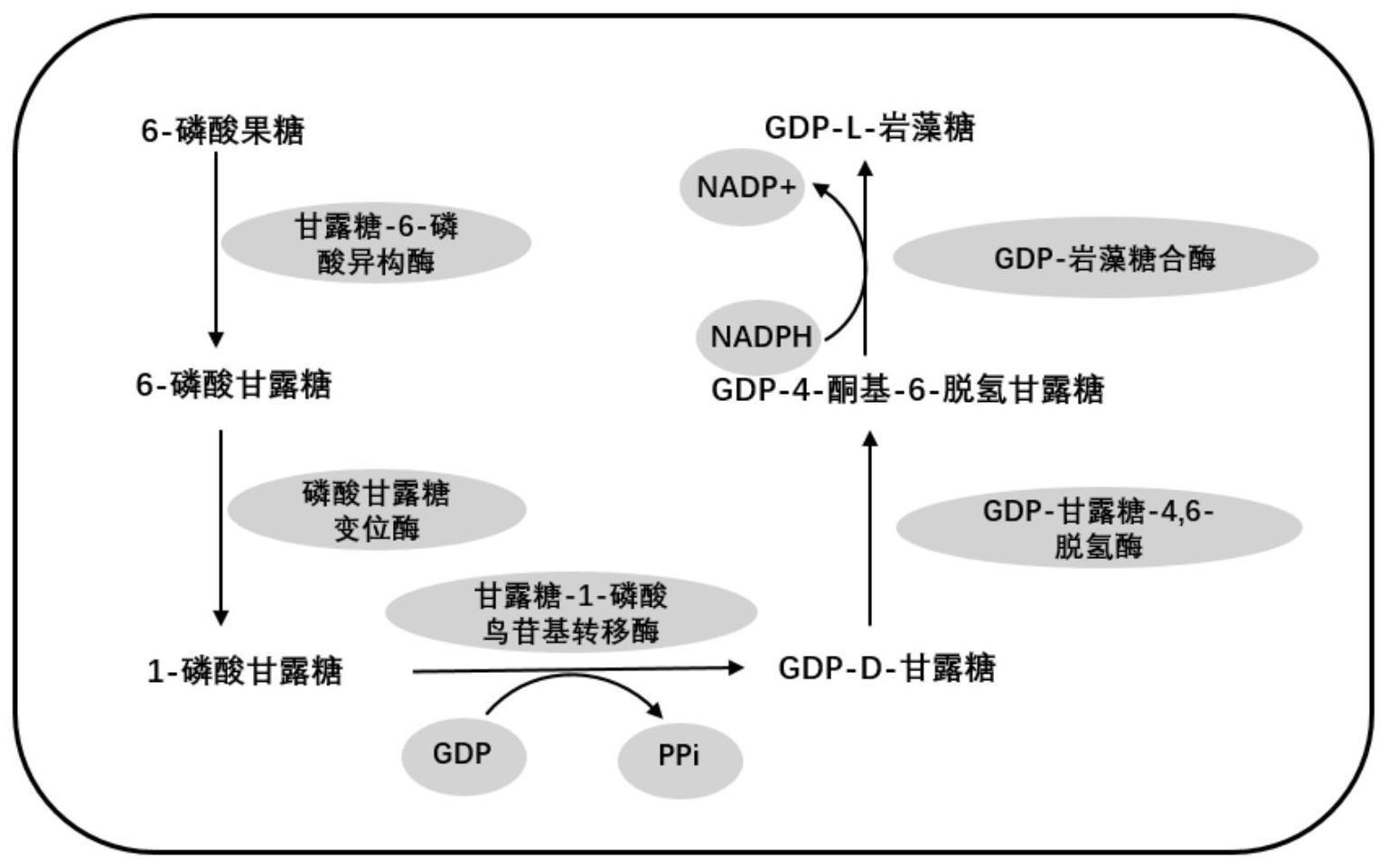 一种用于生产GDP-L-岩藻糖的基因工程菌及其应用的制作方法