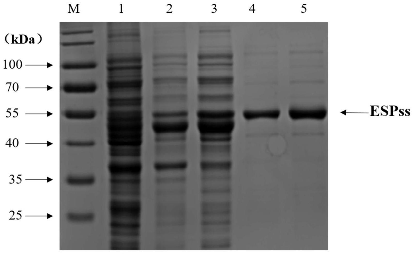 猪链球菌保护性抗原ESPss的基因序列、表达方法及其应用